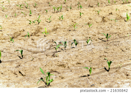 young corn plants young corn plants 21630842