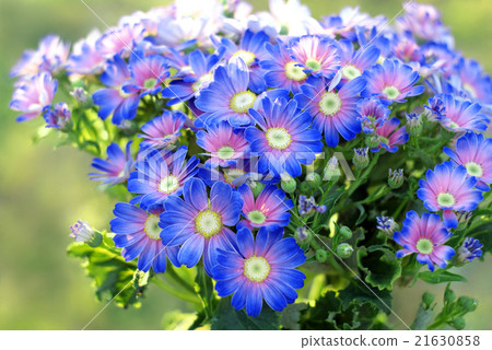 Cineraria Cineraria 21630858