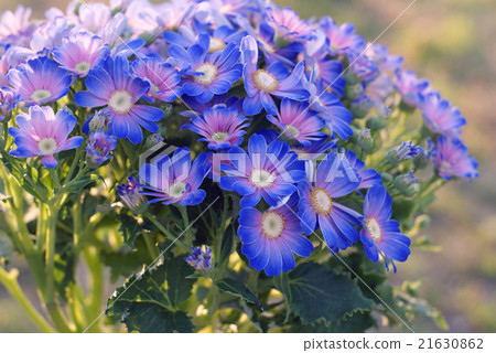 Cineraria 21630862