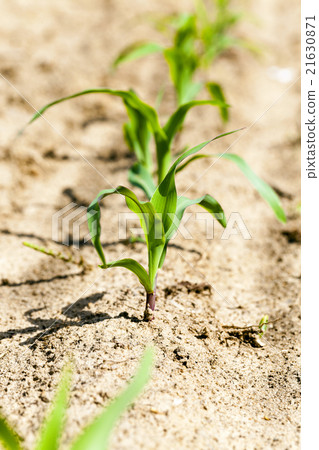 new sprout corn new sprout corn 21630871
