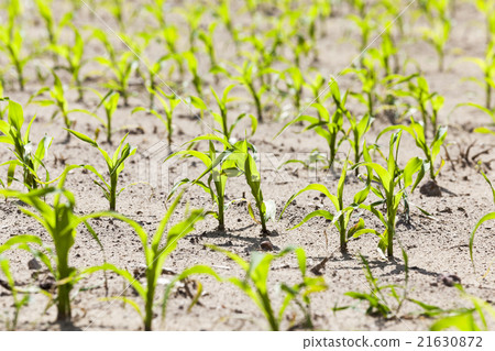 young sprout of corn young sprout of corn 21630872