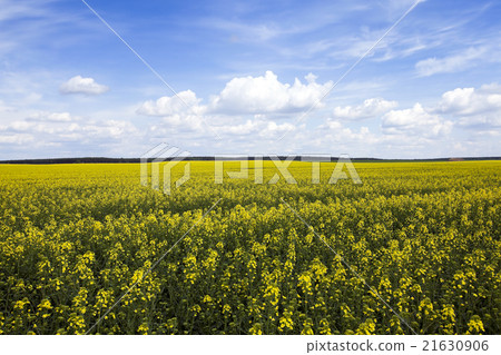 Agriculture. rape. Spring Agriculture. rape. Spring 21630906