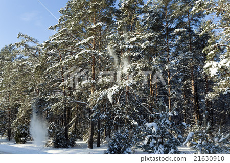 pine trees , snow pine trees , snow 21630910
