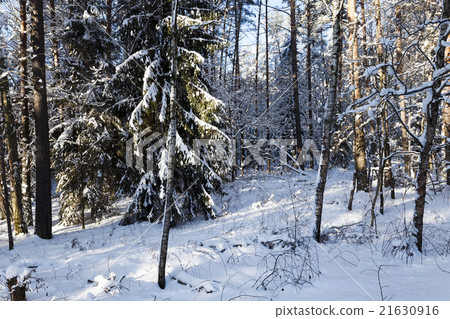 pine trees covered with snow pine trees covered with snow 21630916