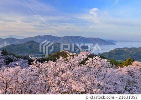 Cherry Blossoms at Hayama Park 21631052