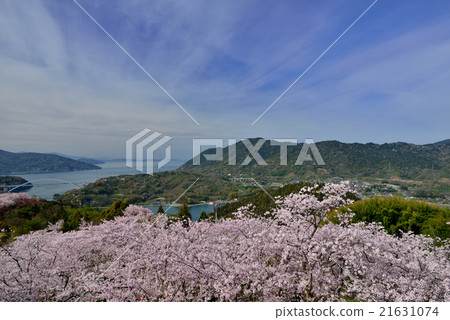 在Hayama公園的櫻花 21631074