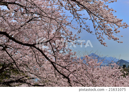 在Hayama公園的櫻花 在Hayama公園的櫻花 21631075