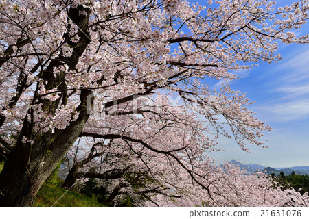 Cherry Blossoms at Hayama Park Cherry Blossoms at Hayama Park 21631076