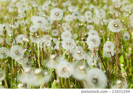white fluffy dandelions white fluffy dandelions 21631294