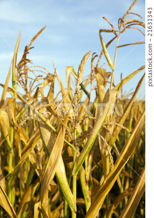 ripe yellow corn   21631343