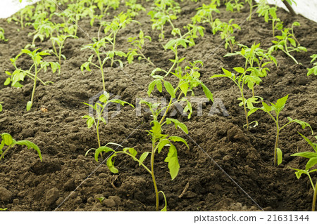 green house tomatoes green house tomatoes 21631344