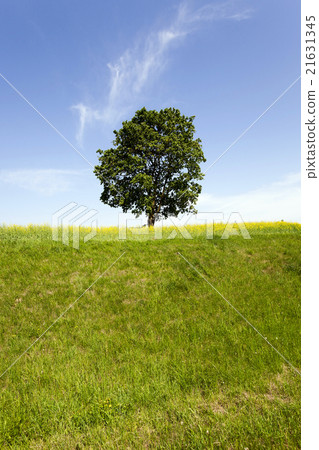 tree in the field tree in the field 21631345