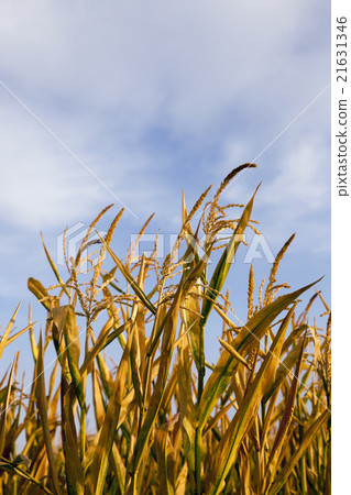ripe yellow corn ripe yellow corn 21631346