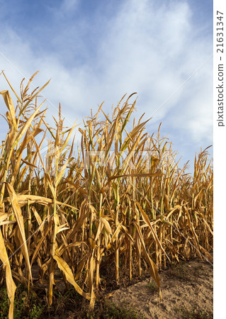 ripe yellow corn ripe yellow corn 21631347