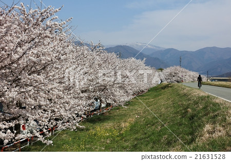 河床櫻花在長野市 21631528