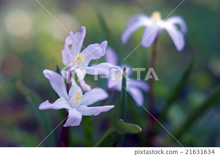 CHIONODOXA 21631634