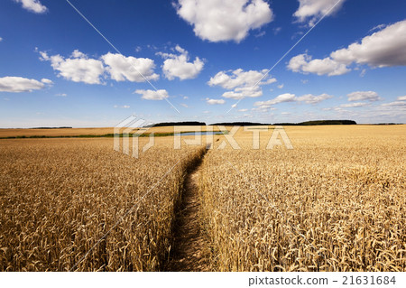 rye field , yellowed rye field , yellowed 21631684