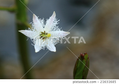 Natural plant Mizushigawa, a perennial plant growing on the waterside of a cool area. Small hair is dense in white flowers Natural plant Mizushigawa, a perennial plant growing on the waterside of a cool area. Small hair is dense in white flowers 21631685