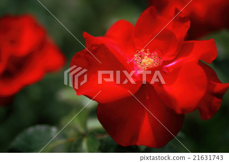 City of Birmingham 21631743