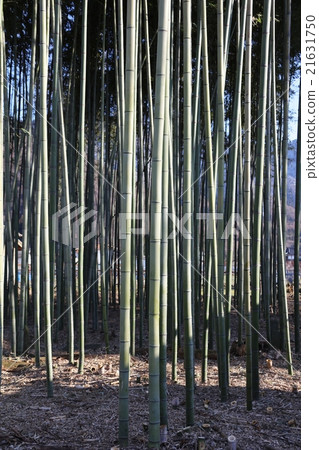新宮的竹林 21631750