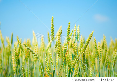 a field of wheat a field of wheat 21631852