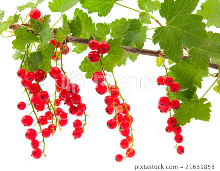 Branch with red currant 21631853