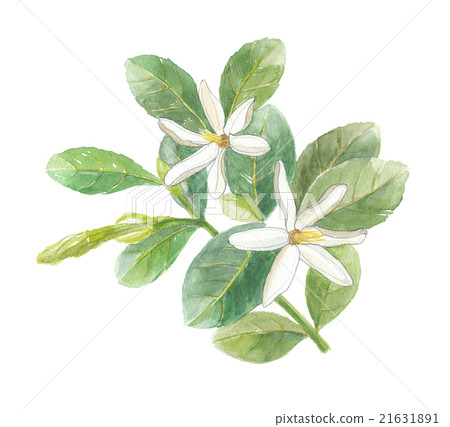 Tiire Tiire 21631891