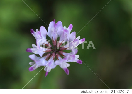 Natural plant Rengenshu, flowers spread outward around the stem and seem to be fireworks Natural plant Rengenshu, flowers spread outward around the stem and seem to be fireworks 21632037