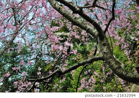 Kamakura Spring Landscape (Buddhist cherry blossoms in Amagoji) Kamakura Spring Landscape (Buddhist cherry blossoms in Amagoji) 21632094