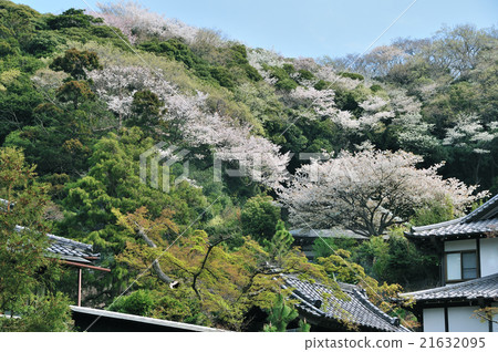 鎌倉春天風景（山崎寺山崎寺） 21632095