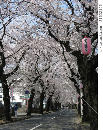 Matsudo市的Tokiwadaira櫻花大道有美麗的櫻花 21632106