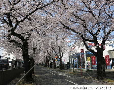Matsudo市的Tokiwadaira櫻花大道有美麗的櫻花 21632107