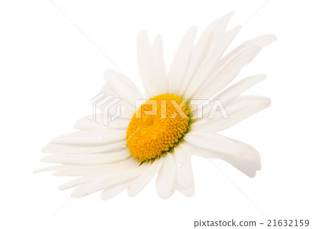 daisy 21632159
