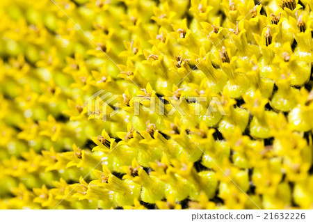 sunflower close up sunflower close up 21632226