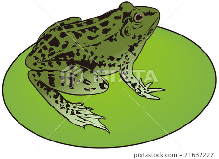 青蛙 21632227
