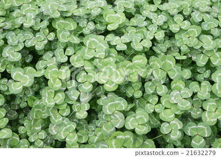 Four leaf clover 1 (four leaves middle) Four leaf clover 1 (four leaves middle) 21632279