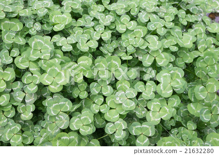 四葉三葉草2（左四葉） 21632280