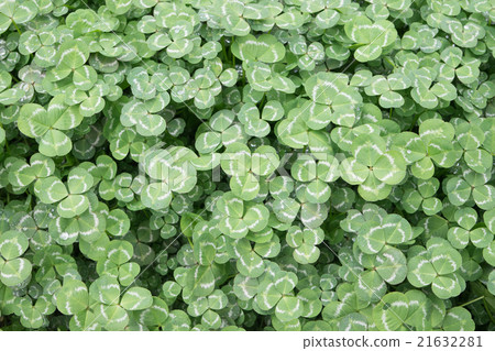 Four leaf clover 3 (four leaves right-justified) Four leaf clover 3 (four leaves right-justified) 21632281