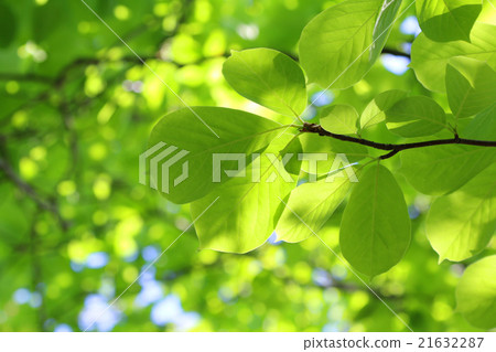 Magnolia leaves 21632287
