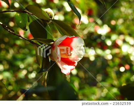 Camellia (camellia) 21632539