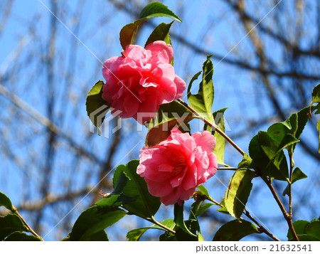 山茶花(山茶花) 山茶花(山茶花) 21632541