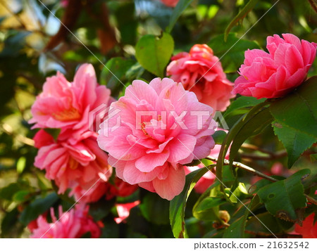 山茶花（山茶花） 21632542