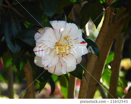 山茶花(山茶花) 山茶花(山茶花) 21632543