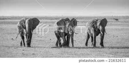 Herd of elephants in Amboseli National park Kenya 21632611