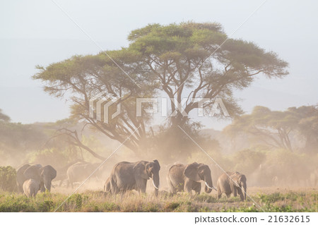 Elephants in front of Kilimanjaro, Amboseli, Kenya 21632615