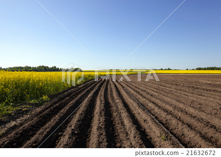 Agricultural field . potatoes Agricultural field . potatoes 21632672