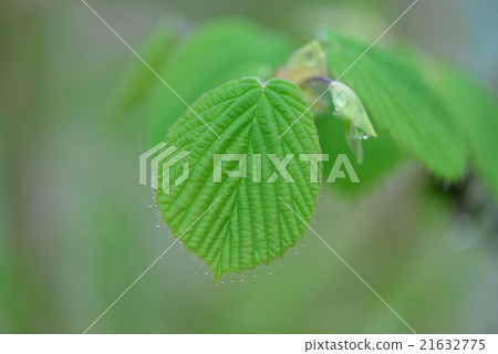 The young leaves of Trisamus 21632775