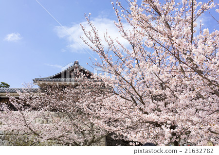 Cherry Blossoms Cherry Blossoms 21632782