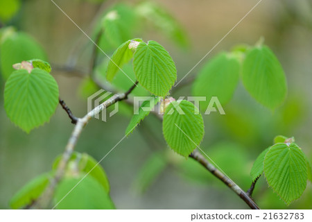 The young leaves of Trisamus The young leaves of Trisamus 21632783