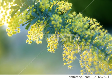 Ginkgo acacia 21632821